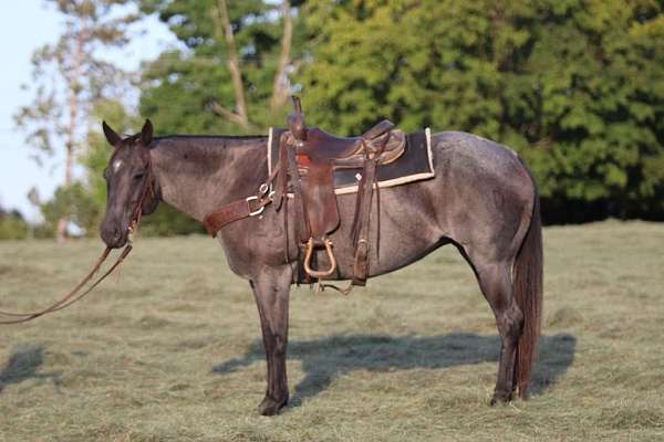 draft-quarter-horse