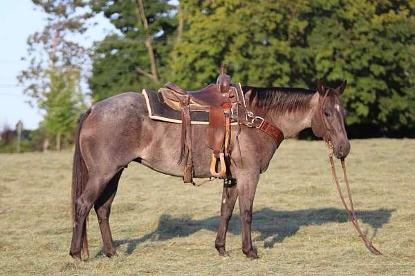 trail-quarter-horse