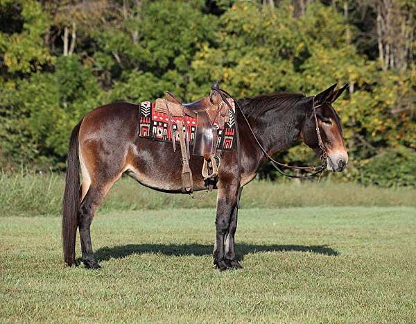 blue-roan-none-horse