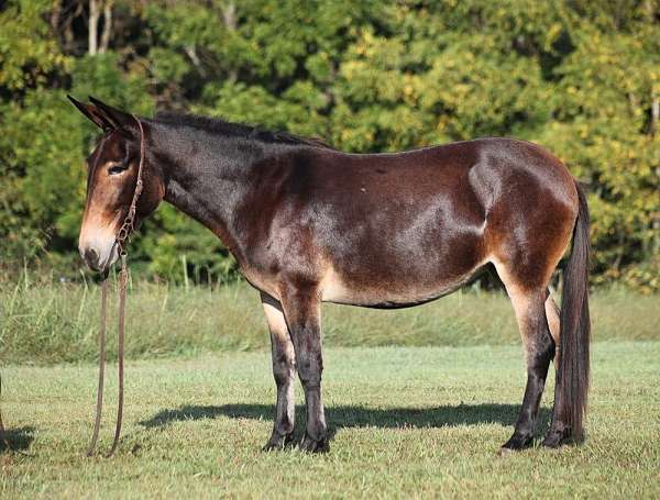 beginner-safe-quarter-horse