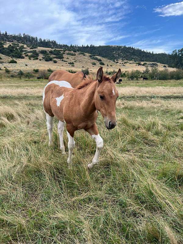 all-around-paint-horse