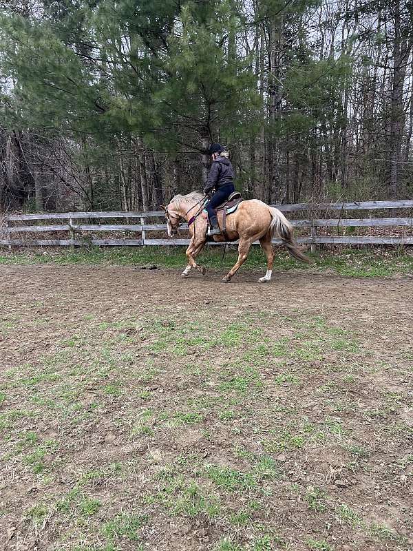 quarter-horse-gelding