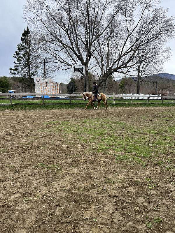 barrel-gelding