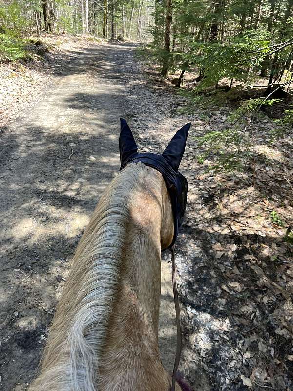 dressage-gelding