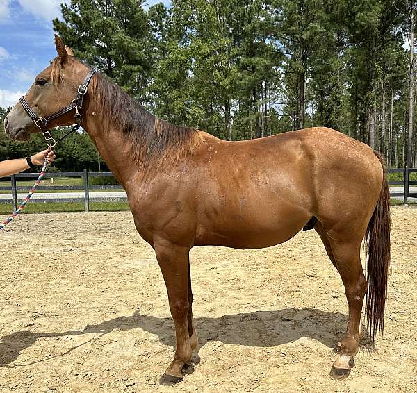 sorrel-quarter-horse-gelding