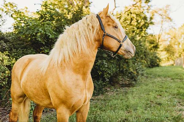 palomino-star-horse