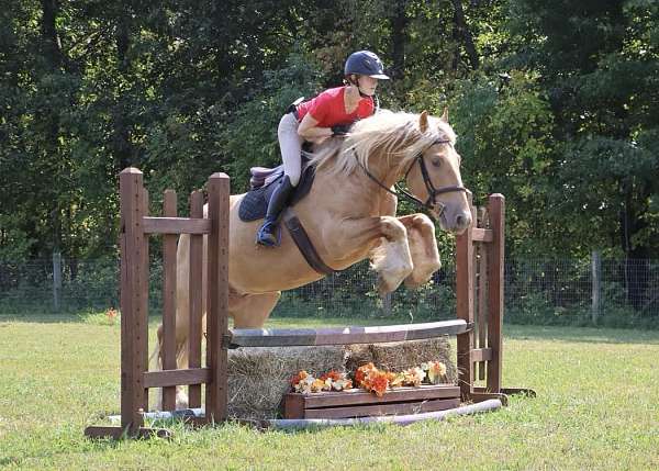 ranch-gypsy-vanner-horse