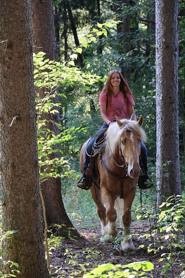 all-around-gypsy-vanner-horse