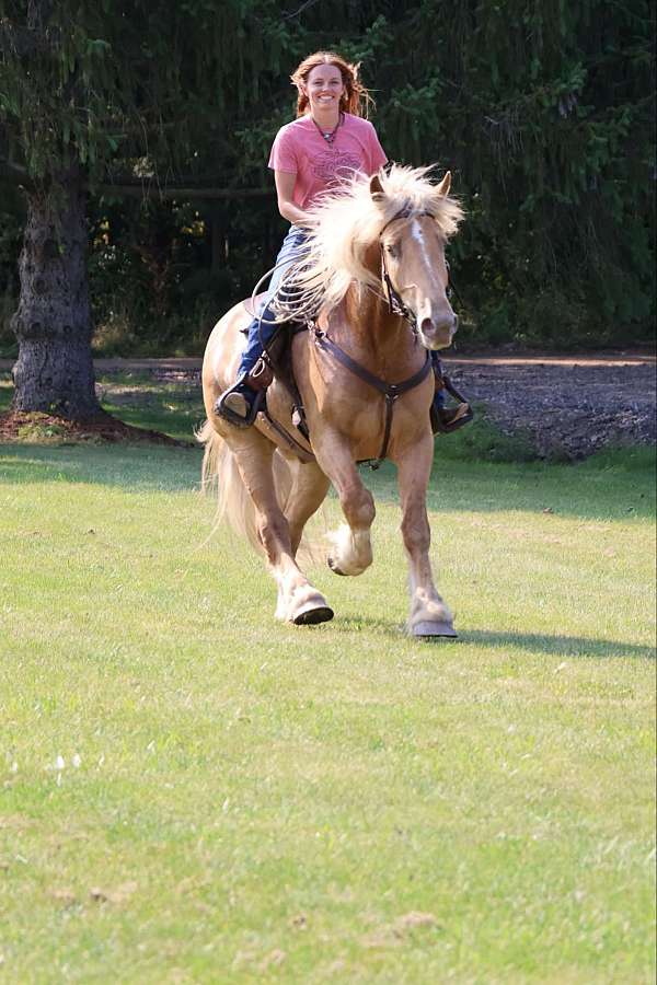 fancy-gypsy-vanner-horse