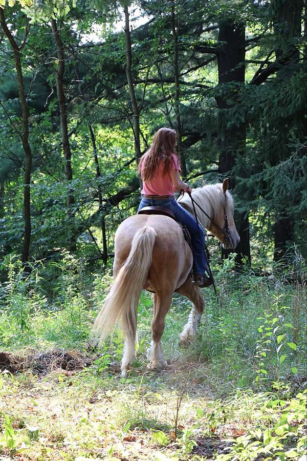 athletic-gypsy-vanner-horse