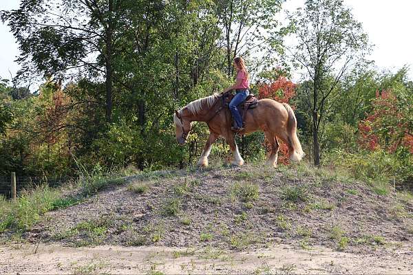 experienced-gypsy-vanner-horse