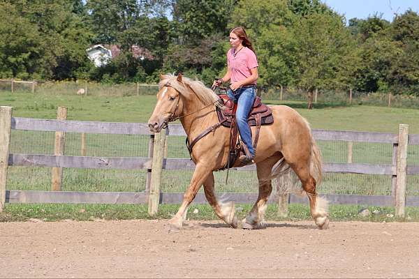 husband-safe-gypsy-vanner-horse