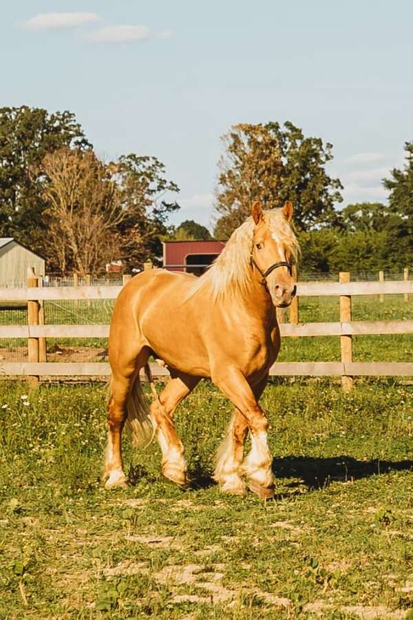 jumping-gypsy-vanner-horse