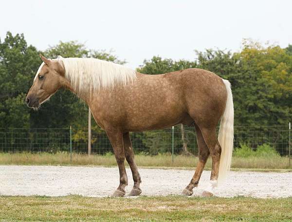 palomino-sock-horse