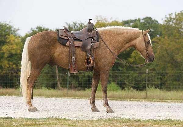 family-horse-quarter