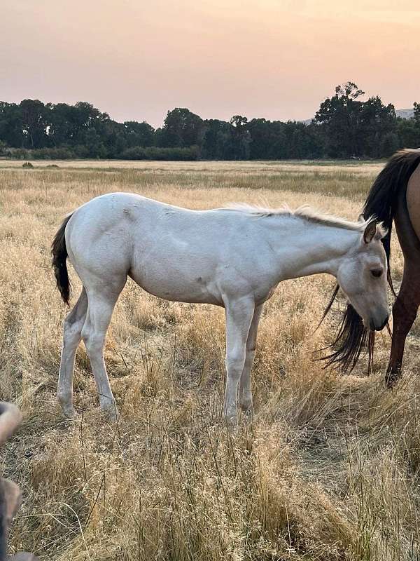 all-around-drum-palomino-horse