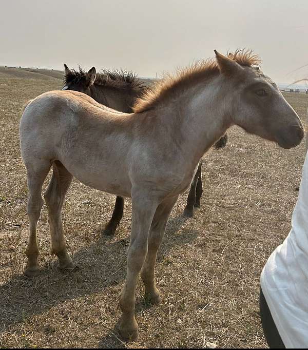 brick-percheron-horse