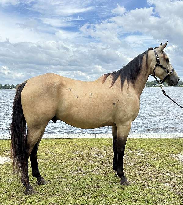 buckskin-quarter-horse-gelding