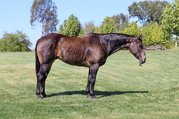 buckskin-none-horse