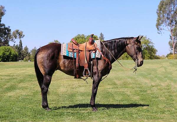 athletic-quarter-horse