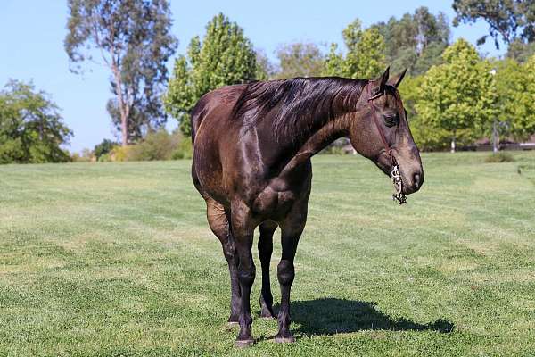 trail-quarter-horse