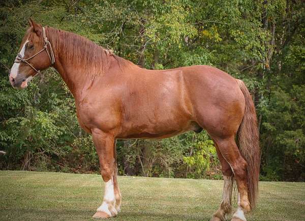 ranch-work-quarter-horse