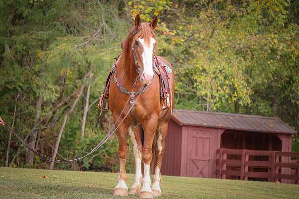 family-horse-quarter