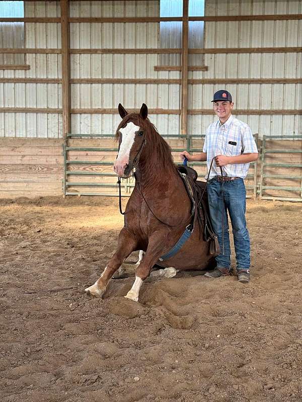 trail-quarter-horse