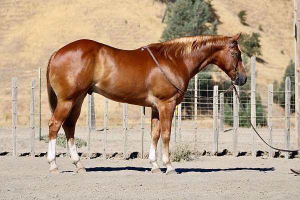 chestnut-blaze-socks-horse