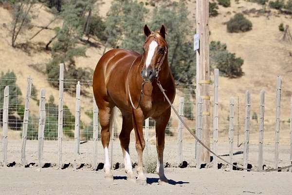 beginner-safe-quarter-horse