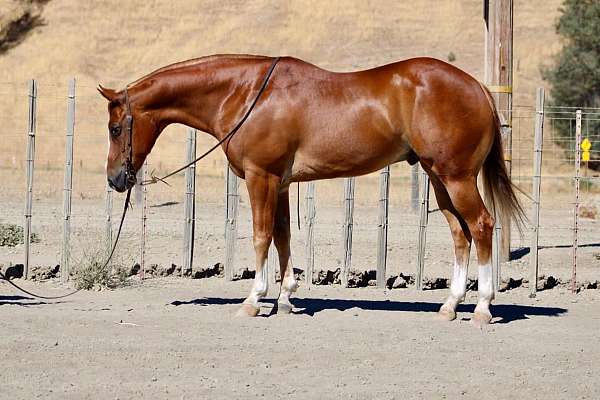 ranch-work-quarter-horse