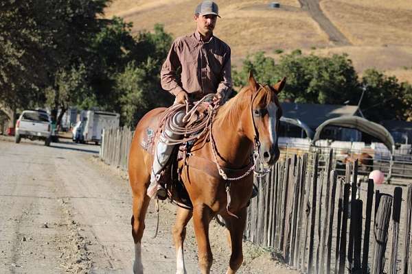 flashy-quarter-horse