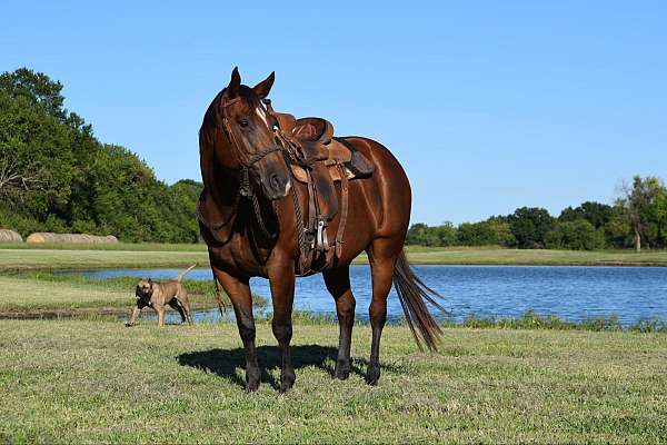 chestnut-blaze-socks-horse