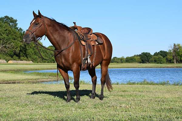 beginner-safe-quarter-horse