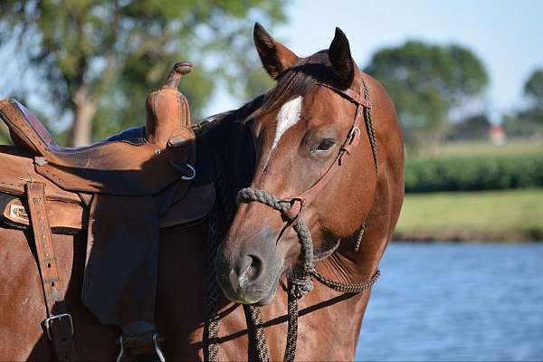 family-horse-quarter