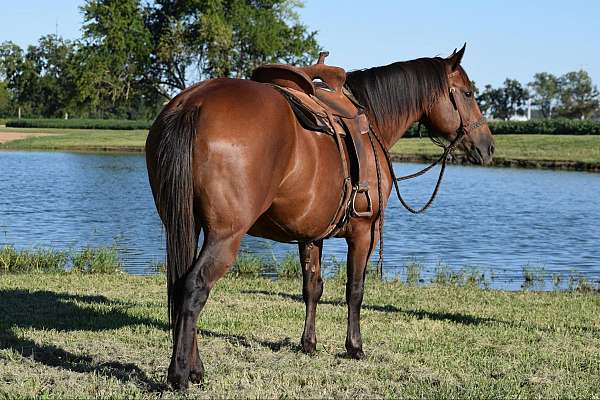 ranch-work-quarter-horse