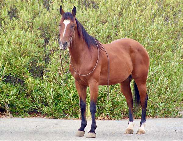 ranch-work-quarter-horse