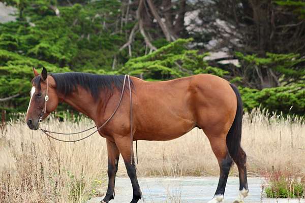 family-horse-quarter