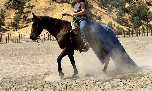 trail-quarter-horse