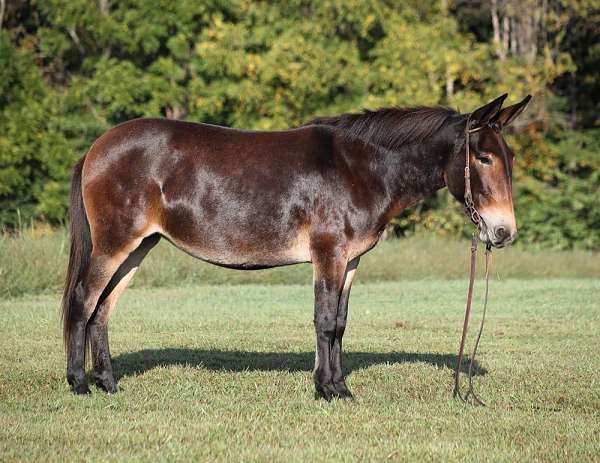 ranch-work-quarter-horse