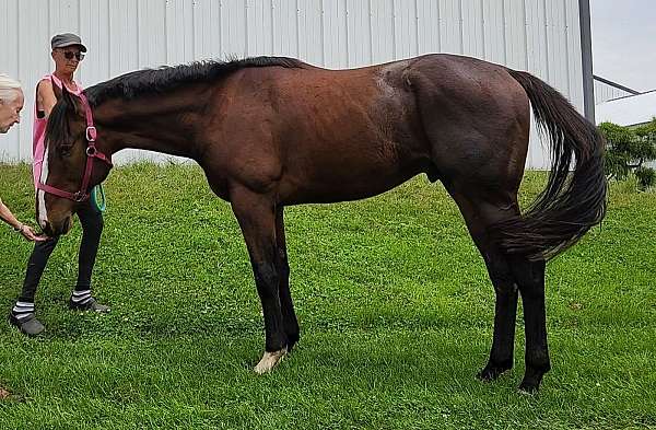 blaze-2-front-ankle-socks-horse