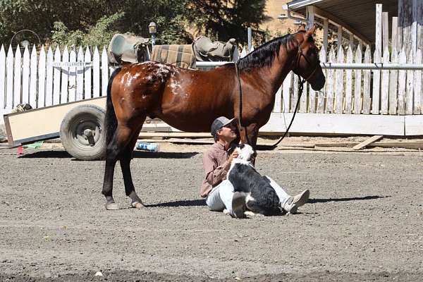 trail-quarter-horse