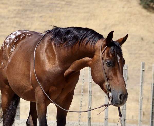 husband-safe-quarter-horse