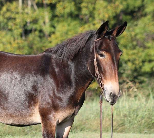 bay-star-blanket-horse