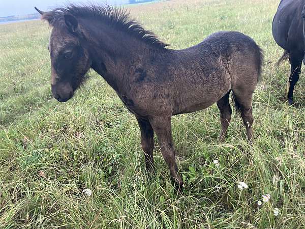 black-icelandic-colt-weanling