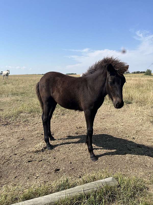 black-icelandic-colt-weanling