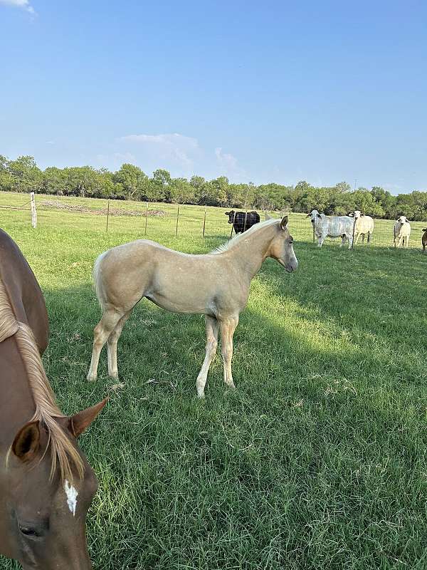 quarter-horse-filly