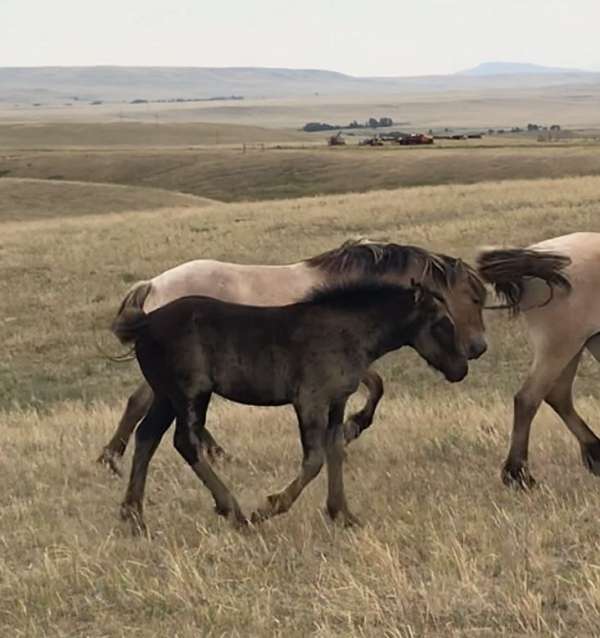 stallion-fjord-percheron-horse