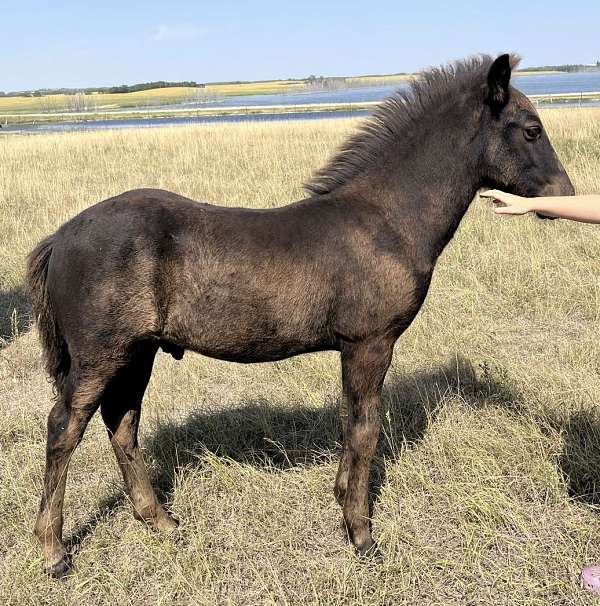 black-icelandic-filly-weanling