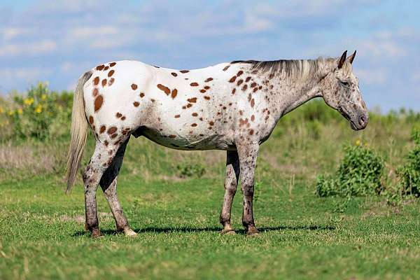 bay-blanket-horse